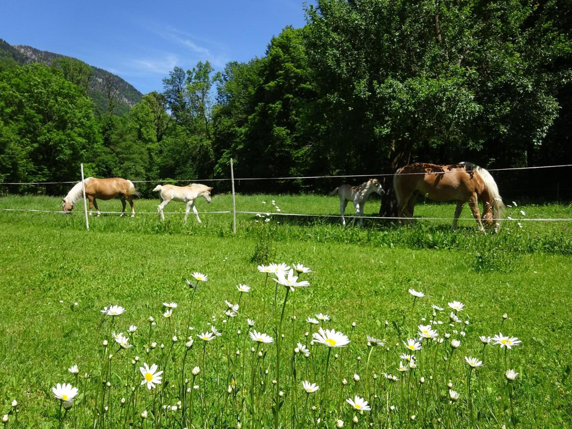 Ferienwohnungen Auhaus Bad Reichenhall Buitenkant foto